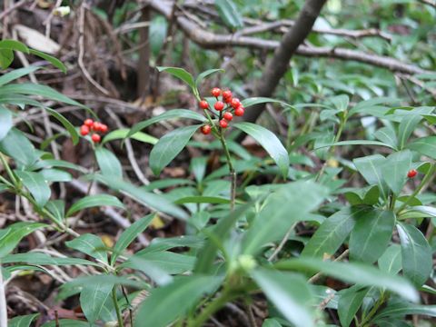 Skimmia japonica