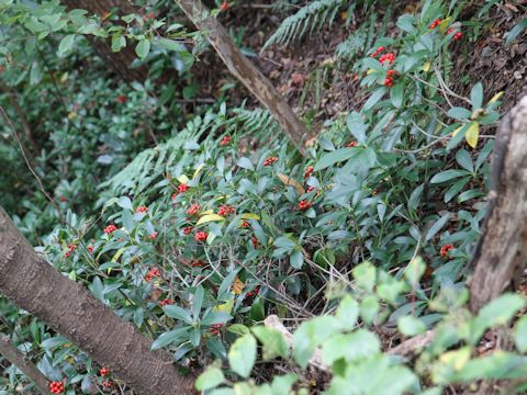 Skimmia japonica