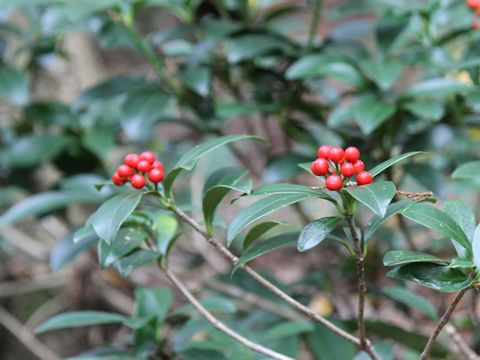 Skimmia japonica