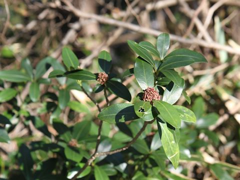 Skimmia japonica