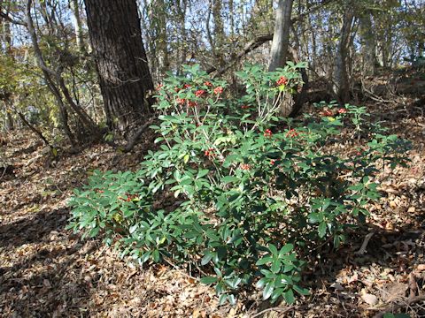 Skimmia japonica