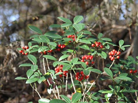 Skimmia japonica