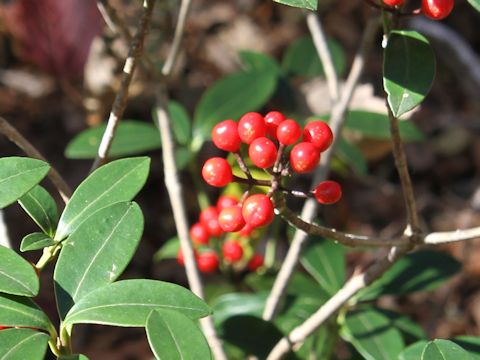 Skimmia japonica