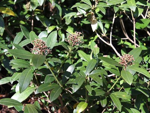 Skimmia japonica