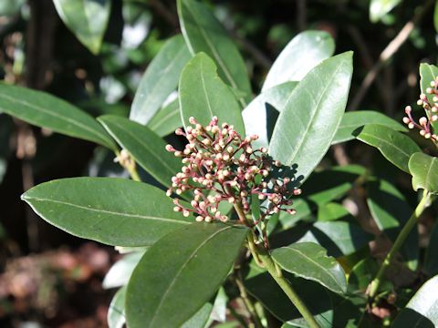 Skimmia japonica