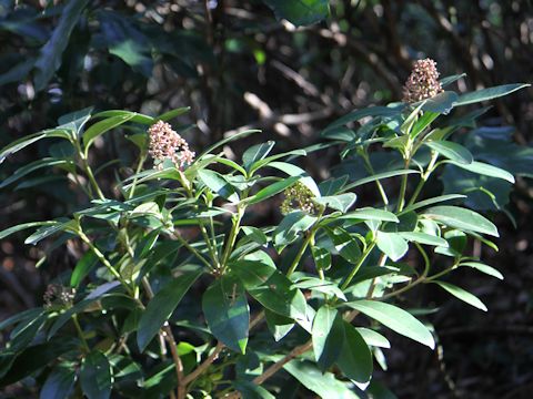 Skimmia japonica