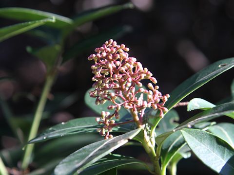 Skimmia japonica