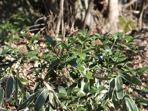 Skimmia japonica