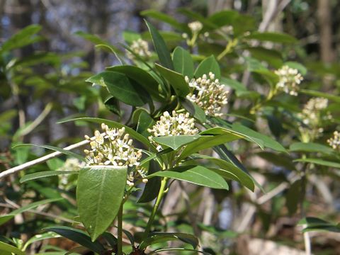 Skimmia japonica