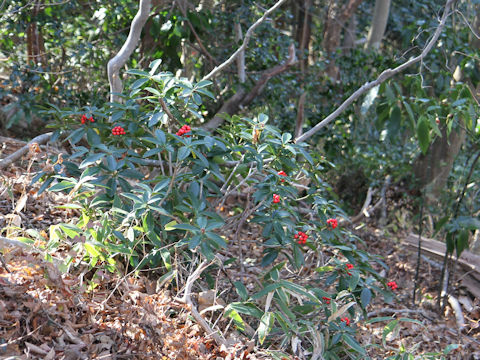 Skimmia japonica