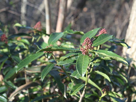 Skimmia japonica