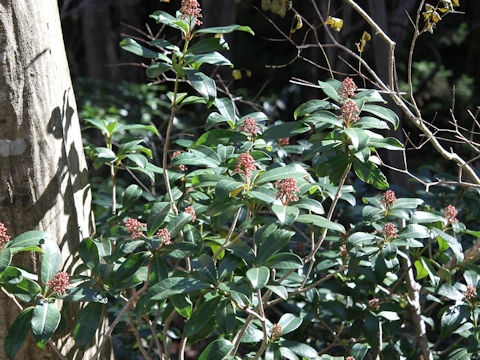 Skimmia japonica