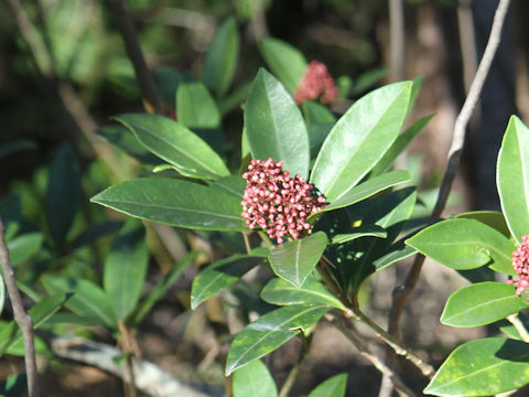 Skimmia japonica