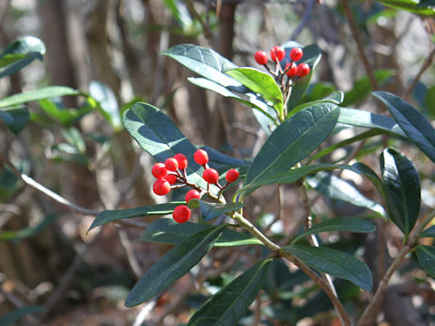 Skimmia japonica