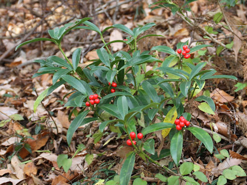 Skimmia japonica