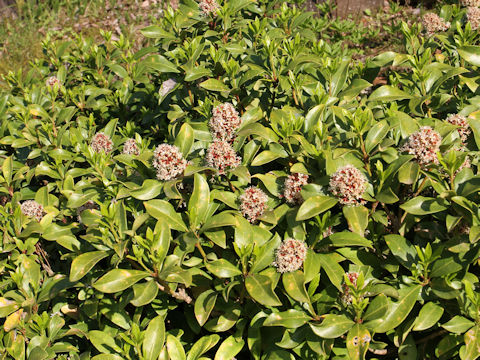 Skimmia japonica