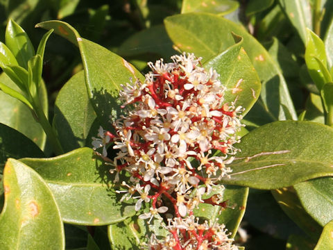 Skimmia japonica