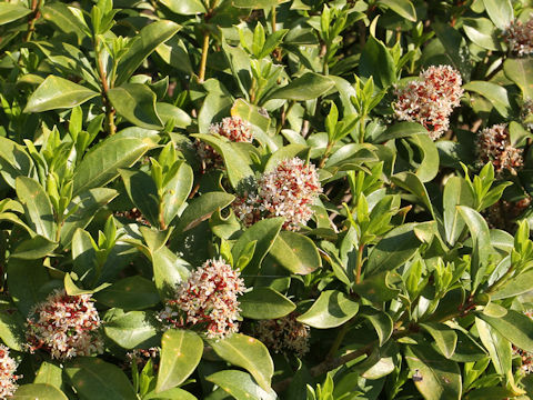 Skimmia japonica