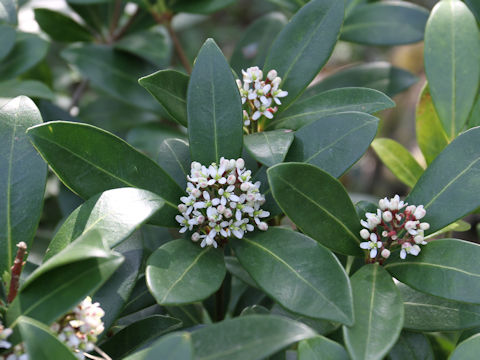 Skimmia japonica