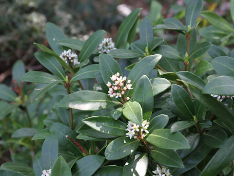 Skimmia japonica