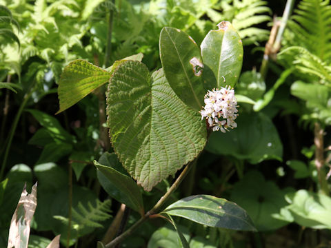 Skimmia japonica