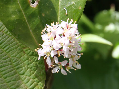 Skimmia japonica