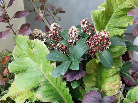 Skimmia japonica