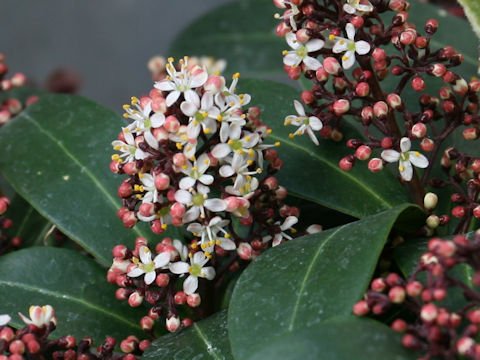 Skimmia japonica