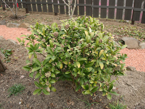 Skimmia japonica