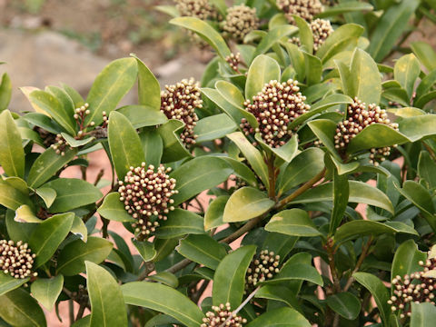 Skimmia japonica