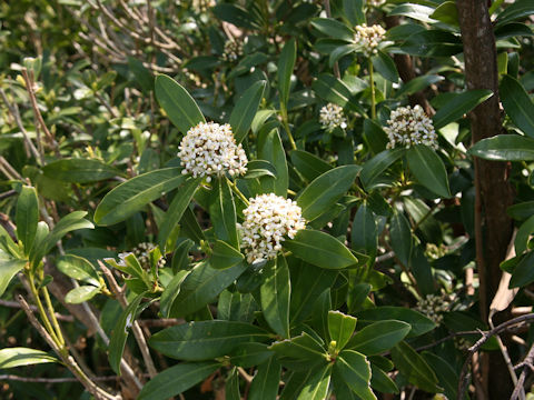 Skimmia japonica