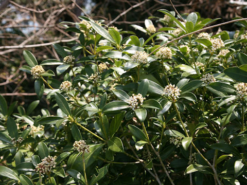 Skimmia japonica