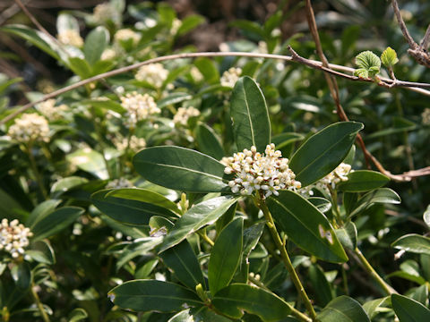 Skimmia japonica