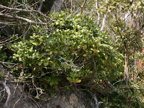 Skimmia japonica