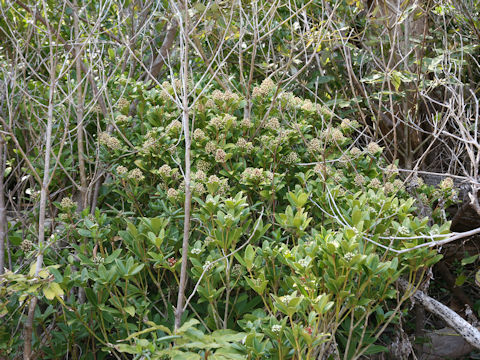 Skimmia japonica