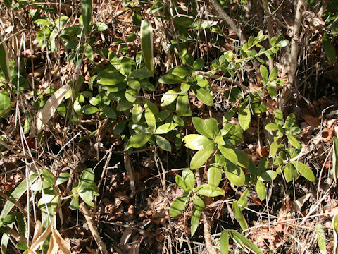 Skimmia japonica