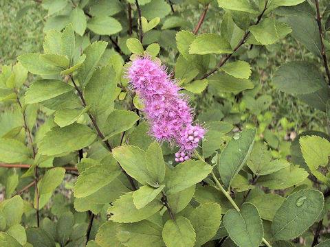 Spiraea salicifolia cv. Mizuho