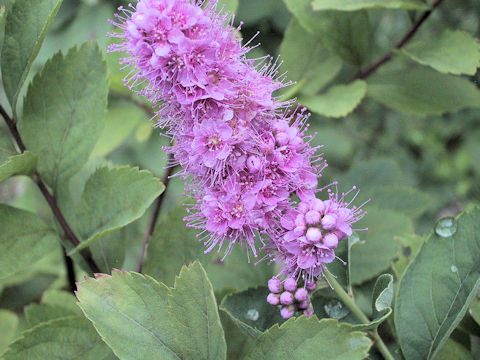 Spiraea salicifolia cv. Mizuho