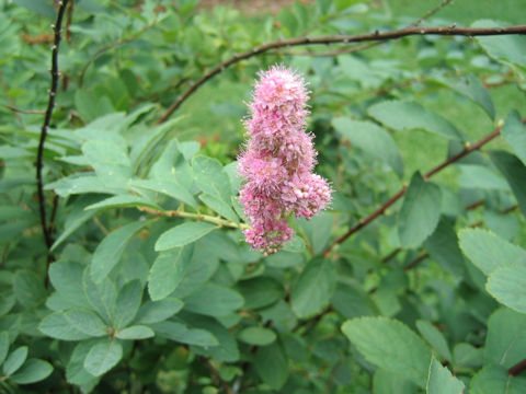 Spiraea salicifolia cv. Mizuho