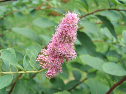 Spiraea salicifolia cv. Mizuho