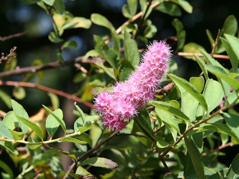 Spiraea salicifolia cv. Mizuho