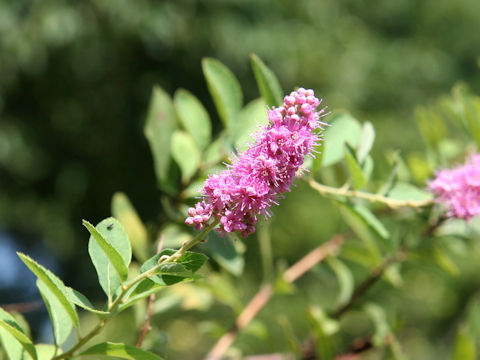 Spiraea salicifolia cv. Mizuho