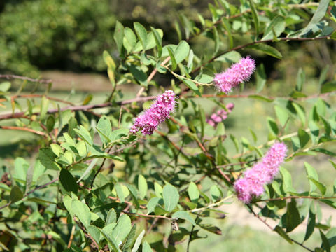 Spiraea salicifolia cv. Mizuho