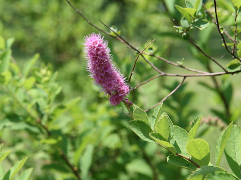 Spiraea salicifolia cv. Mizuho