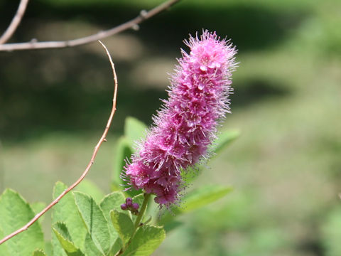 Spiraea salicifolia cv. Mizuho