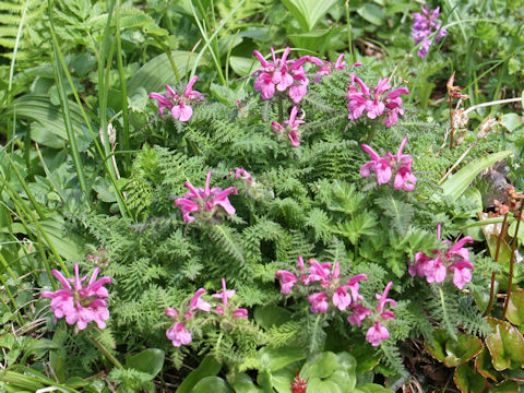 Pedicularis apodochila