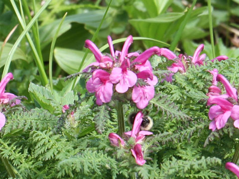 Pedicularis apodochila