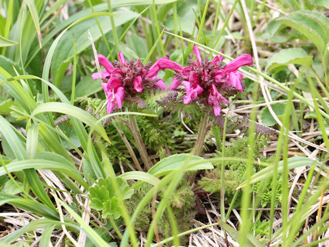 Pedicularis apodochila