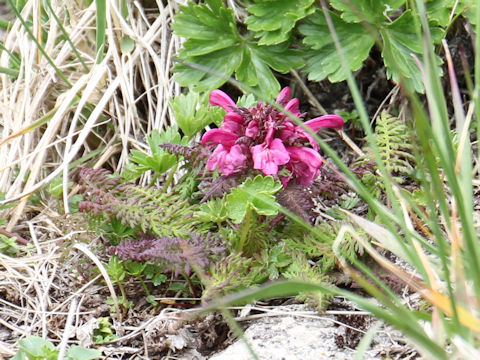 Pedicularis apodochila