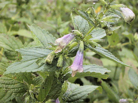 Nepeta subsessilis